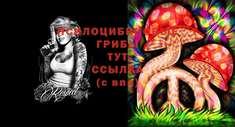 Псилоцибиновые грибы Psilocybe  Нерчинск 